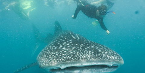 Aristocat Snorkel And Scuba Port Douglas - Accommodation Melbourne 1