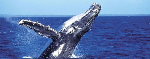 Aristocat Snorkel And Scuba Port Douglas - Accommodation Melbourne 2