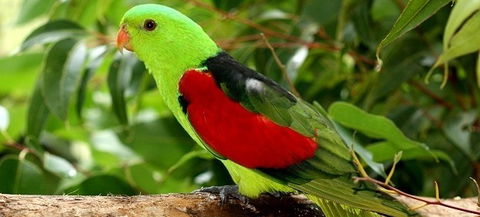 Birdworld Kuranda - Accommodation Melbourne 0
