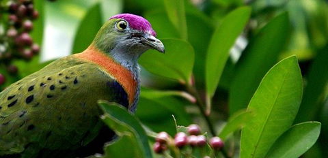 Birdworld Kuranda - Accommodation Melbourne 1