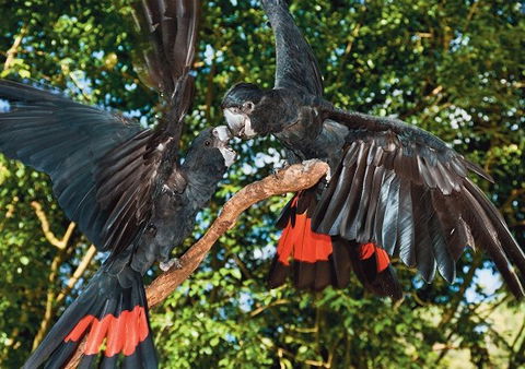 Birdworld Kuranda - Accommodation Melbourne 2