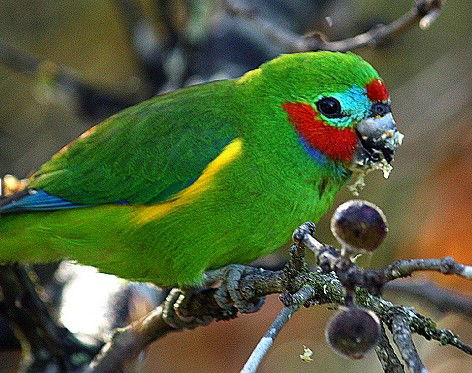 Birdworld Kuranda - Accommodation Melbourne 3