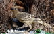 Birdworld Kuranda - thumb 4