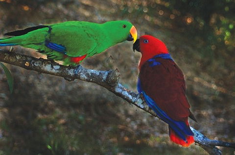 Birdworld Kuranda - Accommodation Melbourne 5
