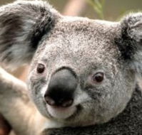 Wildlife Habitat - Accommodation Melbourne