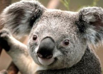Wildlife Habitat - Accommodation Melbourne 0