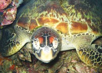 Adrenalin Snorkel And Dive - Accommodation Melbourne 0