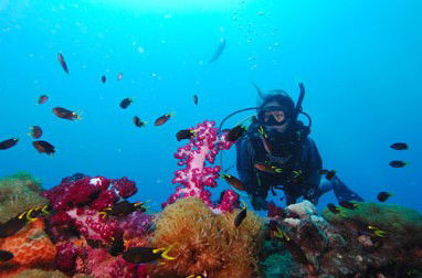 Adrenalin Snorkel And Dive - Accommodation Melbourne 3