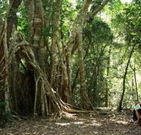 The Airlie Creek Track - Accommodation Melbourne