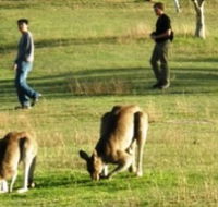 Araucaria Ecotours - Accommodation Melbourne