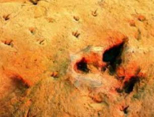 Australia's Dinosaur Trail - Accommodation Melbourne 2