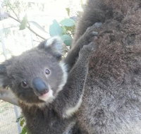 West Oz Wildlife Petting Zoos - Accommodation Melbourne