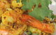 Cumin - thumb 2