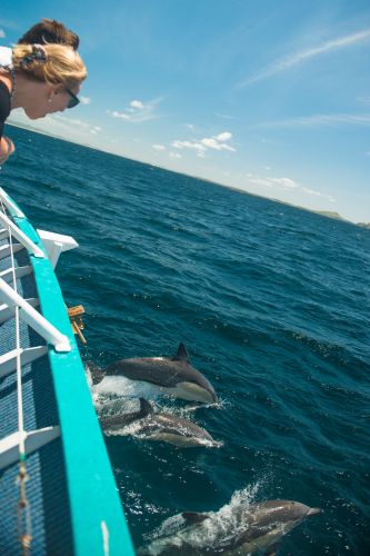 Moonshadow–TQC Cruises - Accommodation Melbourne 3