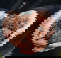 A Taste of Truffles - Accommodation Melbourne