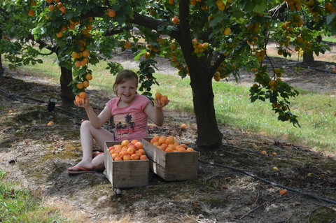 Fruit Bottling Sessions At Rayner's Orchard - Accommodation Melbourne 0