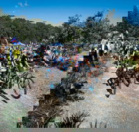 JetBlack Wild Wombat MTB Challenge - Accommodation Melbourne