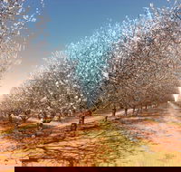 Mallee Almond Blossom Festival - Accommodation Melbourne