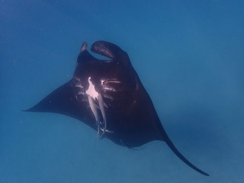 Project Manta Ningaloo Reef, Western Australia - Accommodation Melbourne 0