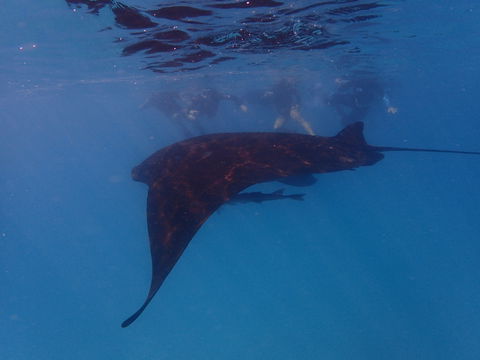 Project Manta Ningaloo Reef, Western Australia - Accommodation Melbourne 2
