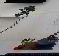 Wauchope Bonsai Workshop Group - Accommodation Melbourne