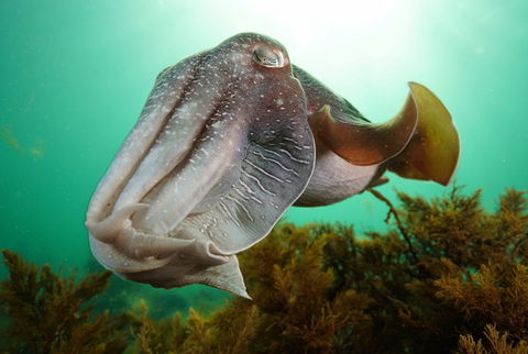 Whyalla Maritime Museum - Cuttlefish Capers - Accommodation Melbourne 0