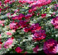 2020 Woolmers Estate Festival of Roses - Accommodation Melbourne