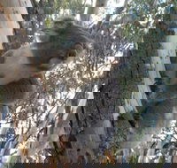 Annual Koala Count - Accommodation Melbourne