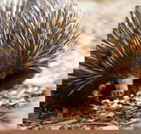 Aussie Wildlife Course - July/August/September - Accommodation Melbourne