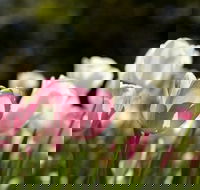 Floriade Reimagined - Melbourne 4u