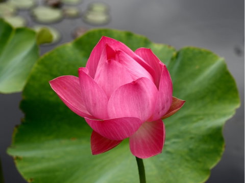 Free Meditation In Sydney - Accommodation Melbourne 0
