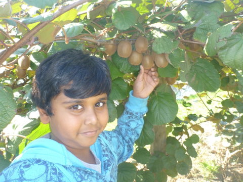 Fruit Taste Adventure Tours - Accommodation Melbourne 1