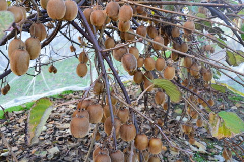 Fruit Taste Adventure Tours - Accommodation Melbourne 2