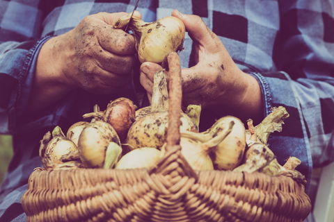 Grafton Farmers Market - Accommodation Melbourne 0