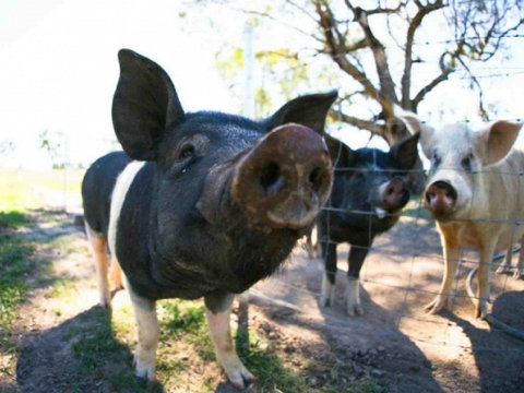 Mudgee Farm Walks - Accommodation Melbourne 0