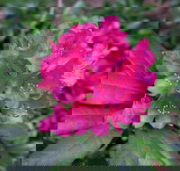 Rhododendrons at Brangayne - Accommodation Melbourne
