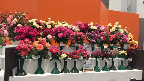 Roses By The Seaside: National Rose Championships And Conference - Accommodation Melbourne 1