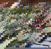 Sapphire Coast Orchid Club Spring Orchid Show - Accommodation Melbourne