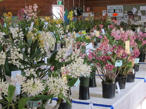 Sapphire Coast Orchid Club Spring Orchid Show - Accommodation Melbourne 0