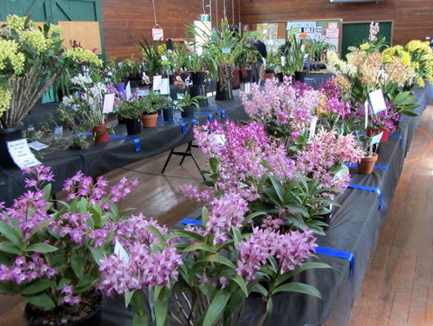 Sapphire Coast Orchid Club Spring Orchid Show - Accommodation Melbourne 1