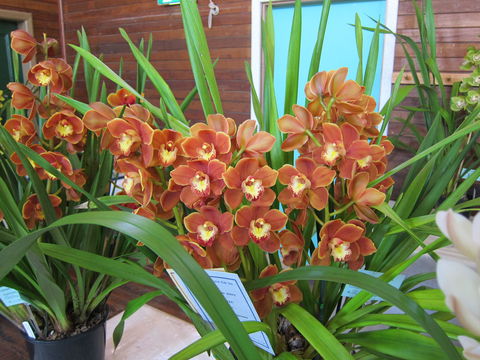 Sapphire Coast Orchid Club Spring Orchid Show - Accommodation Melbourne 2