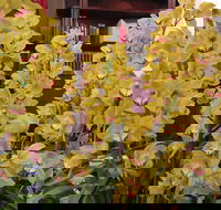 Sapphire Coast Orchid Club Winter Orchid Show - Accommodation Melbourne