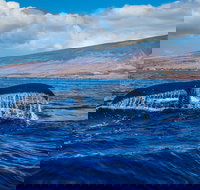 Tomaree Markets - Accommodation Melbourne