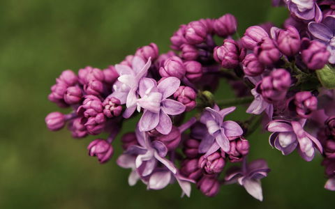 69th Annual Goulburn Lilac City Festival - Accommodation Melbourne 0