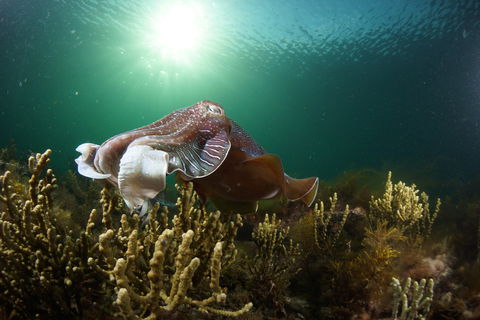 Cuttlefish Diving & Snorkeling EVERYDAY May -August - Accommodation Melbourne 0