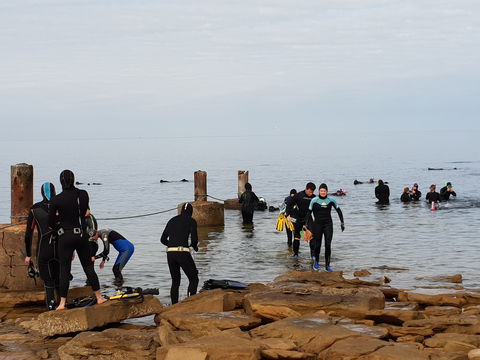 Cuttlefish Diving & Snorkeling EVERYDAY May -August - Accommodation Melbourne 1