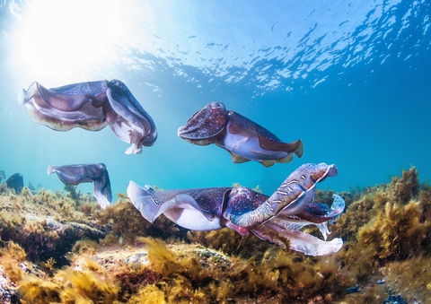 Cuttlefish Diving & Snorkeling EVERYDAY May -August - Accommodation Melbourne 2
