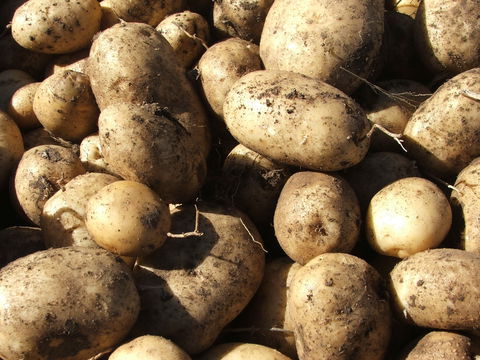 Guyra Lamb And Potato Festival - Accommodation Melbourne 1