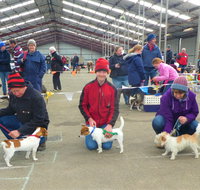 Hamilton Jack Russell Terrier and Hunting Dog Show - Accommodation Melbourne