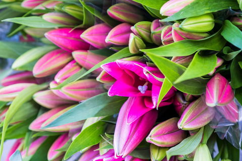 Harvest Launceston Community Farmers' Market - Accommodation Melbourne 0